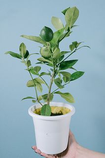レモンの木