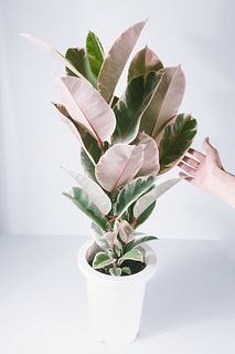 ほんのりピンクのフィカス「ティネケ」