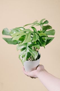 ヒメモンステラ