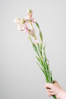 月夜に香る淡いピンクの「月下香」