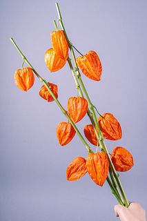 朱赤の提灯「ほおずき」