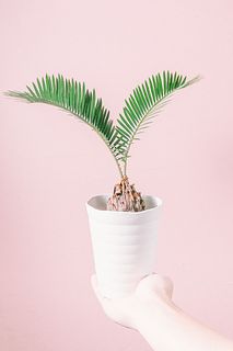 ソテツ