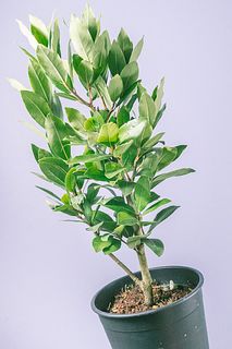 香りを楽しむローリエの鉢