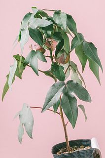 ミニコットンの苗「綿花子」