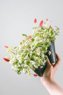 【レスキュー】斑入りキャッツテール（2鉢セット）