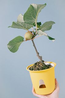 実付きキウイの木