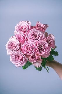 【7月のお買い得】バラ「アヴニール」（9〜10本）