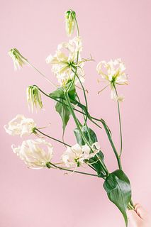 希少！高級クリームホワイトのグロリオサ（セミロングサイズ）