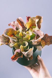 食虫植物サラセニア「プルプレア ベノーサ」