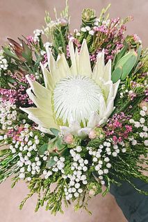 南アフリカから届いた花便り（ホワイトキングプロテア）
