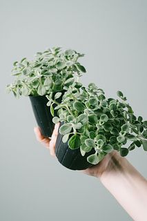 香りで虫よけ！「アロマティカス」（2個セット）