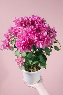 ブーゲンビリア八重　No982 らくらくメルカリ便発送‼️ 八重咲きブーゲンビリア