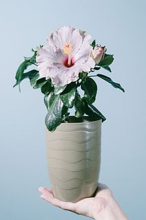 パープルグレーのハイビスカス