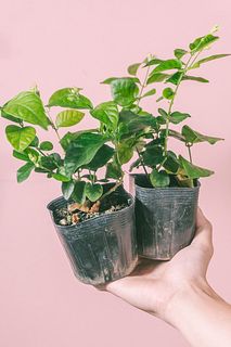 香るアラビアンジャスミン「茉莉花」蕾つき（2鉢セット）