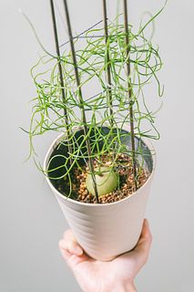タマネギみたいな多肉植物「蒼角殿」