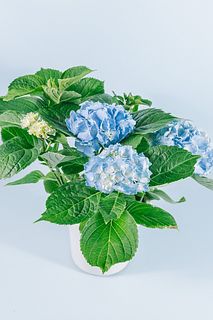 紫陽花「ブルーステッキ」
