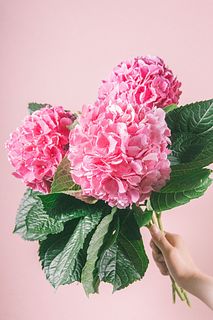  【7月のお買い得】宝石のようなピンク紫陽花