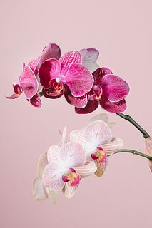 日野洋蘭園のエマとタイダソリュー（2本）