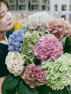 アキバナーセリーのアンティーク紫陽花（おまかせ2本）
