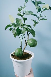 甘くておいしいレモンの木