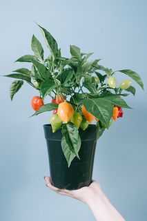 育てて食べる唐辛子「ハバネロ」