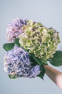 おまかせアンティーク紫陽花（3本）