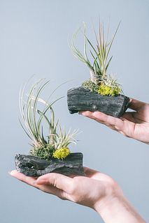 備長炭とエアプランツ（1個）