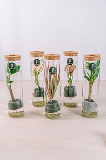 おまかせ観葉植物「アクアグリーン」