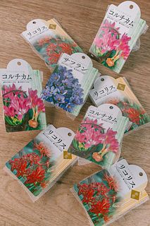夏植え球根お楽しみアソート