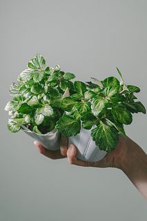香りで虫よけ！アロマティカス