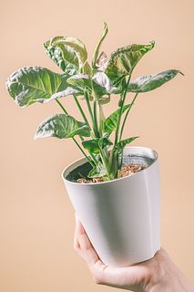 シンゴニウム「ミルクコンフェッティ」