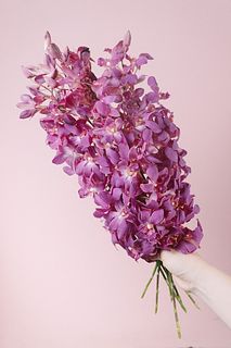 ほんのり香るデンファレ「カオリアップル」