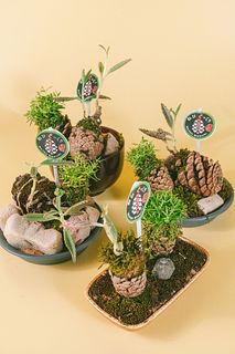 おまかせ松ぼっくりの寄せ植え（1個）