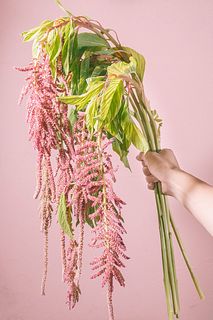 希少！アマランサス（ロングサイズ）