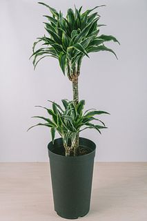 幸運の木ドラセナ