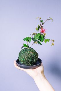 ネムノキの苔玉