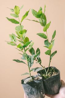 タイムセール🉐香りを楽しむミニローリエ（2鉢セット）