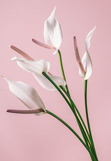 希少チューリップアンスリウム 　アルーラホワイト