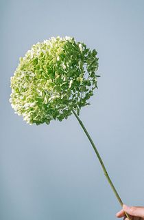 【8月のお買い得】アナベル