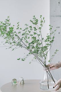ドウダンツツジ（ロングサイズ）