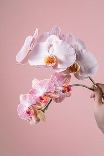 日野洋蘭園のシビルとエマ（2本）