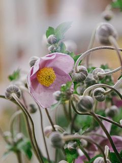 季節の花「ふわもこ秋明菊」