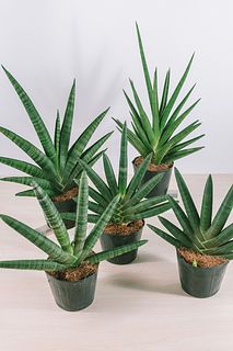 植物で空気を清浄！希少サンセベリア（1鉢）