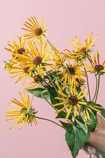 みりん様ご連絡用 ルドベキア ヘンリーアイラ―ズ 739-NZS791.jpg?1