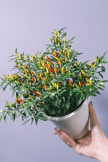 メキシカンチリペッパー