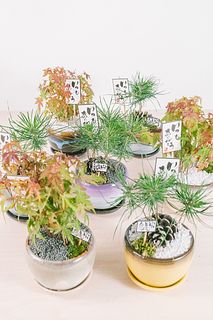 四季を映すちいさな盆栽（1個）