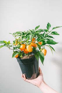 暮らしにスパイスを「オレンジハバネロ」