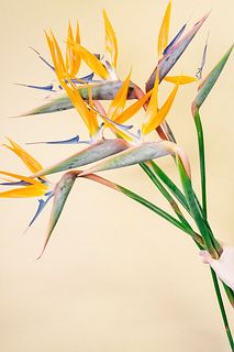 幸せを呼ぶ「極楽鳥花」（ロングサイズ）