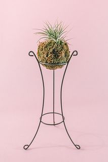 苔玉チランジア「イオナンタ」スタンド付き