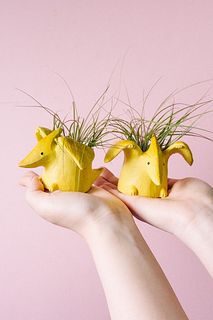 プテラノドンとエアプランツ（1個）